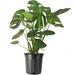 American Plant Exchange Monstera Deliciosa Split-Leaf, Live Indoor Plant, 10-Inch Pot, Large Vining Houseplant in Black | 30 H x 13 D in | Wayfair