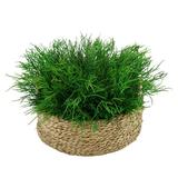 Primrue 9" Artificial Succulent in Small Seagrass Tray Basket Plastic/Wicker/Rattan in Brown | 9 H x 16 W x 16 D in | Wayfair