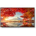 NEC MultiSync MA 55" Class HDR 4K UHD Digital Signage IPS LED Display MA551