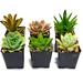 FATPLANTS 6 Living Succulent Plants | 2 H in | Wayfair 6-2in-succulents
