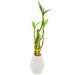 Arcadia Garden Products Low Maintenance 2.5" Bamboo Plant Desktop Plant in a Ceramic Pot in White | 2.5 H x 2.5 D in | Wayfair LV31