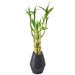 Arcadia Garden Products Low Maintenance 2.5" Bamboo Plant Desktop Plant in a Ceramic Pot in Black | 2.5 H x 2.5 D in | Wayfair LV30