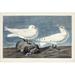 Rosecliff Heights Pl 287 Ivory Gull Canvas | 8 H x 12 W x 1.25 D in | Wayfair D81A5396C37F4B94A559B16A1B2E6AD1