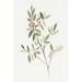 Red Barrel Studio® Single Sprig IV by Annie Warren - Wrapped Canvas Painting Canvas in Brown/Green | 12 H x 8 W x 1.25 D in | Wayfair
