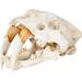 Foundry Select Authentic Replica Sabertooth Skull Figurine Wood in Blue/Brown/White | 15 H x 9 W x 9 D in | Wayfair