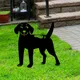 Piquet de Chien et de Chiot Silhouette d'Animal Décorations de Jardin Adaptées aux Cours Pelouses