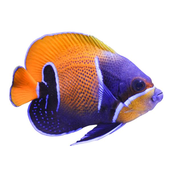 majestic-blue-girdled-angelfish,-adult--pomacanthus-navarchus----medium/
