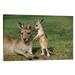 East Urban Home 'Eastern Gray Kangaroo Mother w/ Joey, Australia' Photographic Print, Wood in White | 24 H x 36 W x 1.5 D in | Wayfair