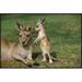 East Urban Home 'Eastern Gray Kangaroo Mother w/ Joey, Australia' Photographic Print, Wood in Brown/Green | 26" H x 36" W x 1.5" D | Wayfair