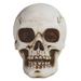 The Holiday Aisle® Skull Head Figurine Resin | 4 H x 3.25 W x 3 D in | Wayfair 77B7770BFD7F414D8D06CA9E9364D101