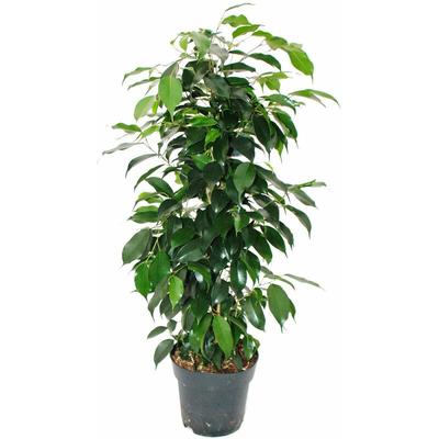 Exotenherz - Ficus benjamini 'Danielle' im 17cm Topf