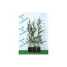 Cipresso di Leyland 'Cupressocyparis leylandii' 12 piante in vaso 14 cm h. 50/70 cm