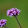 2 Verveines de Buenos Aires (Verbena Bonariensis) - Vendu par 2