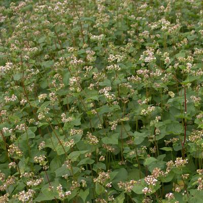 DSV - Buchweizen 25 kg Zwischenfrucht Fagopyrum tartaricum Einzel Saatgut Gründünger Image