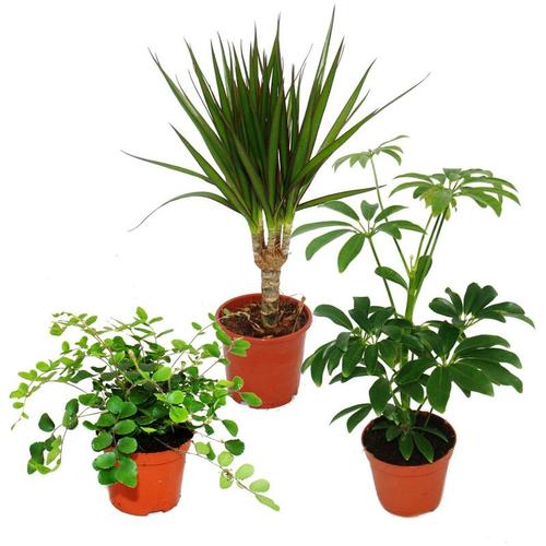 Exotenherz - Zimmerpflanzen Set mit 3 Pflanzen - Typ 2 - 9cm