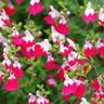 2 Sauges Bicolore 'Little Kiss' (Salvia Microphilla 'Little Kiss') - Vendu par 2