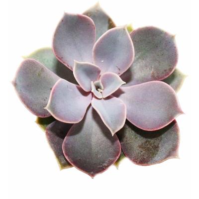 Echeveria - Perle von Nürnberg - kleine Pflanze im 5,5cm Topf