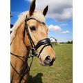 Countrypride EQUIPRIDE ANATOMICAL BRIDLE ABRAM DIAMANTE BROWBAND WITH ANTI SLIP RUBBER REINS BLACK & BROWN (Brown, Cob)