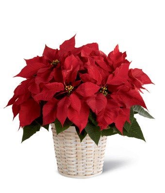 Christmas Holiday Red Poinsettia Plant (Medium)
