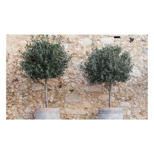 Olivenbaum: 1 / ohne Düngemittel