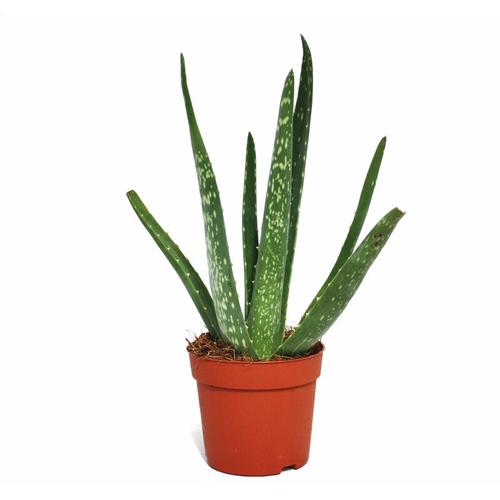 Exotenherz - Aloe vera - ca. 2 Jahre alt - 10,5cm Topf