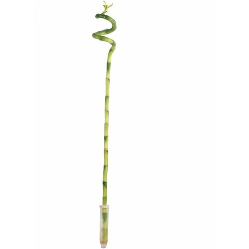 Flowerbox - Glücksbambus Lucky Bamboo - Dracaena Sanderiana