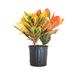 United Nursery Croton Petra Plant Live Indoor Houseplant Ships In 9.25 Inch Grower Pot | 24 H in | Wayfair CPETRA10GP