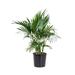 United Nursery Cat Palm Plant Live Indoor Houseplant In 9.25 Inch Grower Pot | 24 H in | Wayfair CATPALM10GP