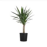 United Nursery Yucca Cane Plant Live Indoor Houseplant In 9.25 Inch Grower Pot, Wood | 24 H in | Wayfair YCANE10GP