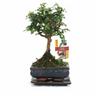 Bonsai Fukientee - Carmona microphylla - ca. 6 Jahre - Kugelform