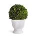 Primrue Katrina Boxwood Ball Topiary In Pot Small Ceramic | 14.5 H x 6.25 W x 6.25 D in | Wayfair 5289BEBF629E40898D9CB72D603BC56E