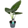 Alocasia Odora - 'Oreille d'éléphant' - Pot 17cm - Hauteur 55-75cm