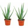 Plant In A Box - Aloe Vera - Set de 2 - Succulente - Pot 10,5cm - Hauteur 25-40cm