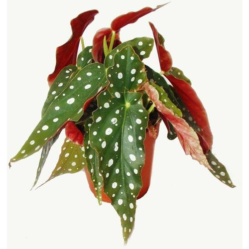 Exotenherz - Polka-Dot Begonie - Forellenbegonie - Begonia maculata wightii