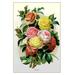 Buyenlarge Roses Graphic Art in Green/Pink/Yellow | 36 H x 24 W x 1.5 D in | Wayfair 0-587-11548-3C2436