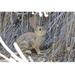 Buyenlarge 'Desert Hare' by Jason Pierce Photographic Print in Brown/Gray | 24 H x 36 W x 1.5 D in | Wayfair 0-587-21699-9C2436
