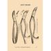 Buyenlarge 'Root Forceps' by H. D. Justi & Son Graphic Art Paper in Brown | 36 H x 24 W x 1.5 D in | Wayfair 0-587-06998-8C2842