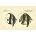Rosecliff Heights Bloch Antique Fish I Canvas | 8 H x 12 W x 1.25 D in | Wayfair 424A94E0000740519400A96822AA753B