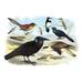 Buyenlarge Caracara Eagle, Crow, & Kingfisher by Theodore Jasper Painting Print in Blue/Brown | 20 H x 30 W in | Wayfair 0-587-03828-4C2030