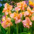 Canna Salmon Coral (Indisches Blumenrohr)