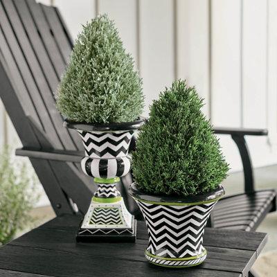 Cedar Pine Mini Cone Topiary - Classic Green - Gra...