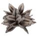 Primrue All Natural Star Pod, Extra Large, Dried 6" Star Pod, Dried | 12 H x 8 W x 12 D in | Wayfair 7716E27DABE84CB1B2EE38EE33DC523D