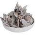 Primrue 3"-4" Sora Pods, Dried | 3 H x 5 W x 4 D in | Wayfair 7C6E29C4A5224A2DBF31DD13EA3DEC66