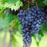 Vigne vinifera Muscat De Hambourg/Pot de 3L
