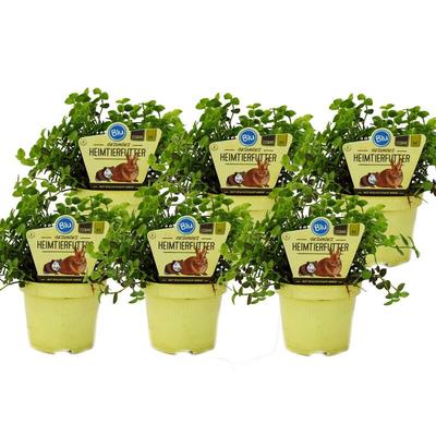 Set mit 6 Futterpflanzen für Heimtiere - Callisia repens - Vitalfutter für Kaninchen, Ziervögel,