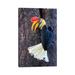 East Urban Home Knobbed Hornbill Sulawesi by Mogens Trolle - Wrapped Canvas Photograph Canvas | 12 H x 8 W x 0.75 D in | Wayfair