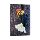 East Urban Home Knobbed Hornbill Sulawesi by Mogens Trolle - Wrapped Canvas Photograph Canvas | 12 H x 8 W x 0.75 D in | Wayfair