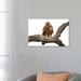 East Urban Home Wahlberg'S Eagle by Elmar Weiss - Wrapped Canvas Photograph Canvas in Green | 18 H x 26 W x 1.5 D in | Wayfair