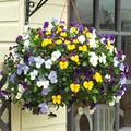 Viola Plants Pansy Pre-Planted Hanging Basket, Lucky Dip, Hardy Perennials, Bright Colourful Flowers, Easy to Grow, Perfect Winter Display, 2x Pre-Planted Hanging Baskets by Thompson and Morgan