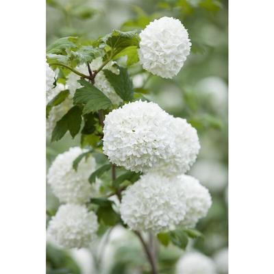 Pflanzen-für-dich.de - Viburnum opulus 'Roseum' 5L 60- 80 Image